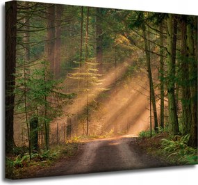 Vászonkép Ösvény az erdőben Fák Természet 50x40 cm