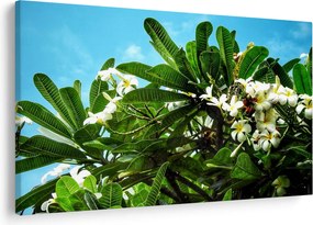 Kép - Plumeria (90x60 cm)
