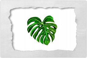 Poszterek 90x60 Monsera levél lyukas