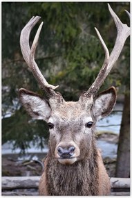 Poszterek 80x120 Szarvas agancs