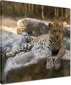 Vászonkép 40x40 Leopárd