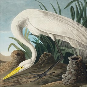 Fali fotótapéta Étkezőbe Fenséges kócsag 250x250