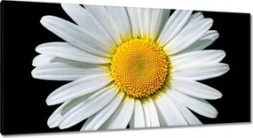 Vászonkép 115x55 Virágzó fehér margaréta
