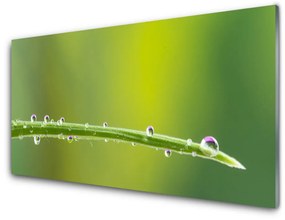 Akrilkép Dew Drop Grass 125x50 cm