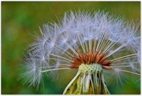 Poszterek 120x80 Pitypang Virág Virágok