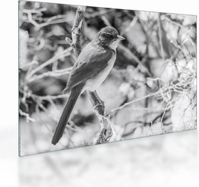 Üveg kép - Kék madár télen (70x50 cm)