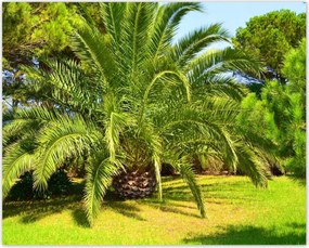 Poszterek 50x40 Trópusok Tájkép Pálmafák