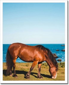 Poszterek keretben 40x50 Ló Lovak Lovaglás