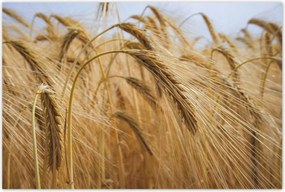 Poszterek 120x80 Kalászok gabonával Gabonafélék