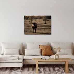 Üveg kép - Texasi tehén (70x50 cm)