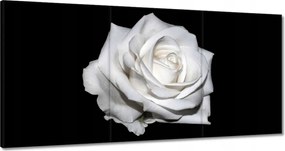 Vászonkép 120x60 Rózsa Virág Virágok Rózsa