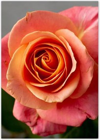 Poszterek A4 Pion Rózsa Virág Virágok Rózsa