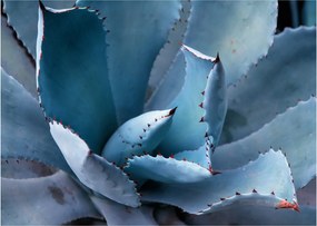 Üveg kép - Agave (70x50 cm)