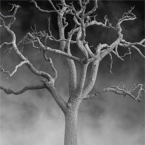 Flizelin tapéta falra Prémium ködös fa 250x250