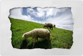 Poszterek 120x80 Juhok a legelőn