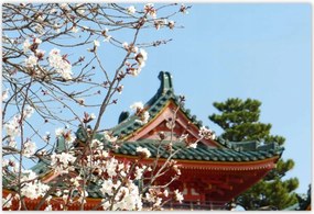 Poszterek 200x135 Virágzó cseresznye Japánban