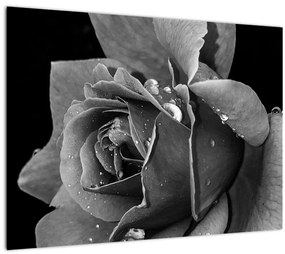 Rózsa képe - fekete fehér (70x50 cm)