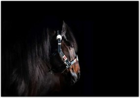 Poszterek 100x70 Ló ló fekete alapon