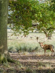 Poszter 30x40cm Szarvas az erdőben 2, Assaf Frank