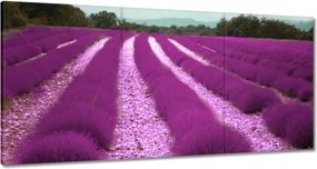 Vászonkép 120x60 Levendulamező