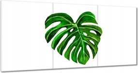 Vászonkép 60x30 Monsera levél lyukas