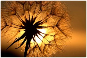 Poszterek 120x80 Pitypang Virág Virágok