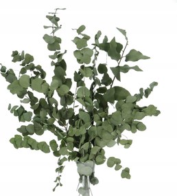 Stabilizált eukaliptusz zöld csokor szárított eukaliptusz levelek