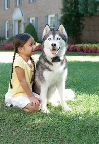 PetSafe® Extra kutyanyakörv elektromos kerítéshezSuper