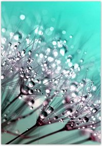 Poszterek 70x100 Harmatcseppek Pitypang