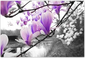 Poszterek 185x125 Magnólia Virágok