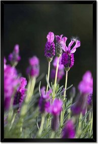 Poszterek keretben 40x60 Levendula virágok