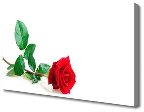 Vászonkép nyomtatás Rózsa Virág növény természet 125x50 cm