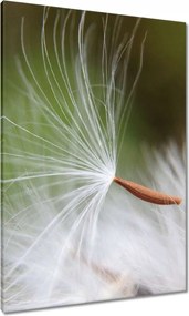 Vászonkép 70x100 Pitypang Virág Virágok