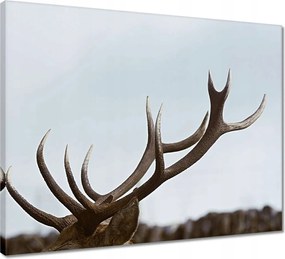 Vászonkép 50x40 Szarvas felszarvazott