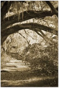 Poszterek 60x90 Tölgyek a Szépia parkban