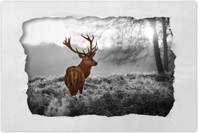 Poszterek 120x80 Méltóságteljes szarvas szarvakkal