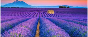 Kép - Levendula mező (120x50 cm)