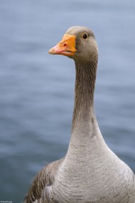 Poszter 20x30cm Liba, Assaf Frank