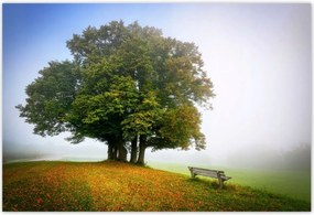 Poszterek 185x125 Tájkép paddal Fa