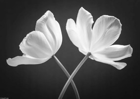Poszter 29,7x21cm Két keresztbe tett tulipánvirág, Assaf Frank