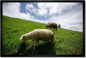 Poszterek keretben 60x40 Bárányok a legelőn