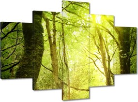 Festmények 150x105 Varázslatos erdő Tájkép