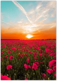 Poszterek 70x100 Rózsaszín pipacsok Naplemente