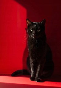 Poszter 68x98cm Elegancia az árnyékban