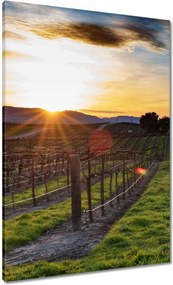 Vászonkép 70x100 Szőlőbirtok Tájkép