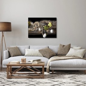 Üveg kép - Hazudós macska (70x50 cm)
