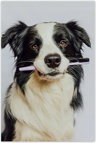 Poszterek 80x120 Collie fogkefével