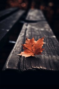 Poszter 20x30cm Egyetlen levél