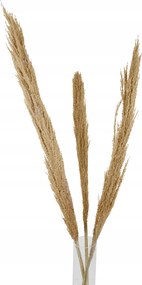 Természetes Pampas Fű 140cm dekoratív