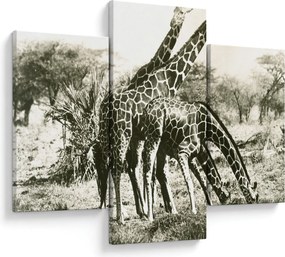 Kép - Zsiráfok, vintage (90x60 cm)